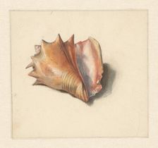 Study of a shell, 1824-1900. Creator: Albertus Steenbergen