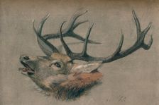 Study of a Stag's Head c1901. Artist: John Sydney Steel