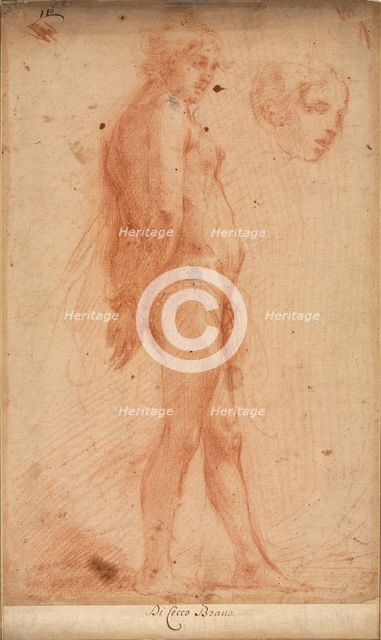Study of a Standing Male Nude, with a Study of Head in Three-Quarter Profile, c. 1640. Creator: Cecco Bravo (Italian, 1607-1661).
