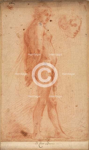 Study of a Standing Male Nude, with a Study of Head in Three-Quarter Profile, c. 1640. Creator: Cecco Bravo (Italian, 1607-1661).