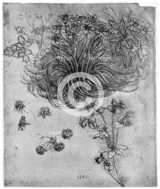 Study of a 'Star of Bethlehem' plant, 1505-1507 (1954). Artist: Leonardo da Vinci