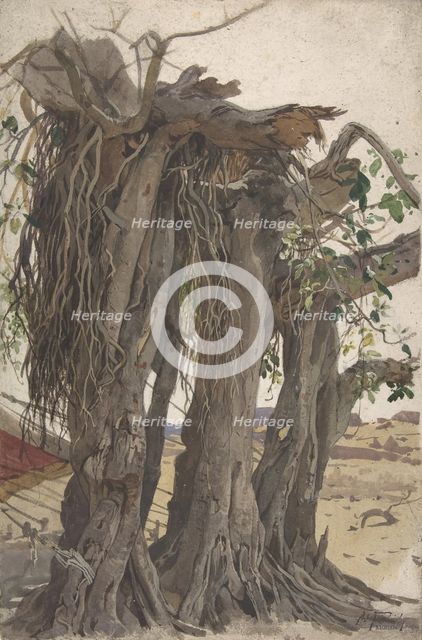 Study of a Stump with Aerial Roots, mid-19th-early 20th century. Creator: Woldemar Friedrich.