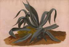 Study of an Agave, 1820. Creator: Johan Christian Dahl