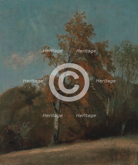 Study of an Ash Tree, between 1801 and 1803 or between 1810 and 1830. Creator: John Constable.
