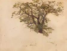 Study of an Oak, probably 1830. Creator: Adolph Tidemand