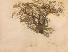 Study of an Oak, probably 1830. Creator: Adolph Tidemand