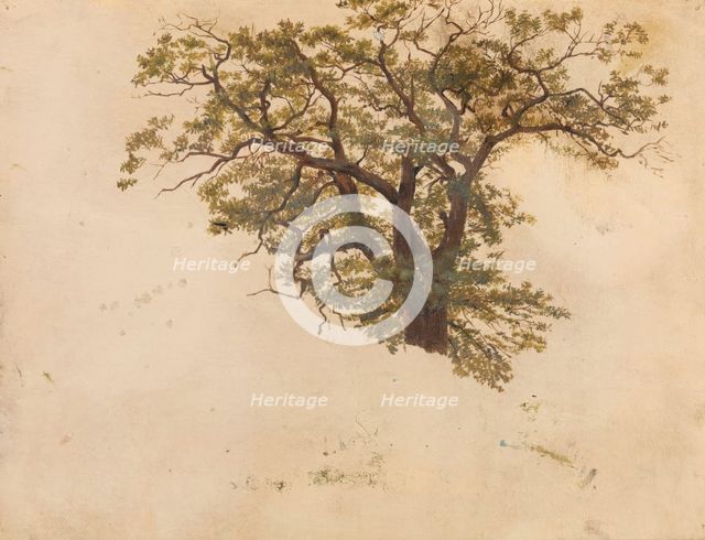 Study of an Oak, probably 1830. Creator: Adolph Tidemand.