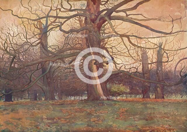 'Study of an Oak Tree', c1878 (1903-1904). Artist: George Wilson.