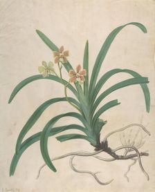Study of an Orchid, "Vanda Roxburgia", before 1822. Creator: James Sowerby