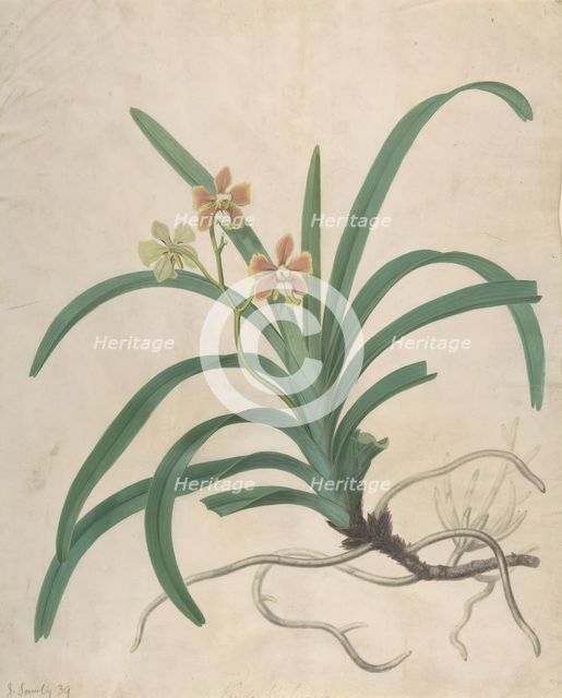 Study of an Orchid, "Vanda Roxburgia", before 1822. Creator: James Sowerby.