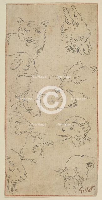 Study of animal heads.n.d. Creator: Claude Gillot.