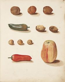 Study of apple, nuts and peppers, 1749. Creator: Fosie, Johanna Marie (1726-1764)