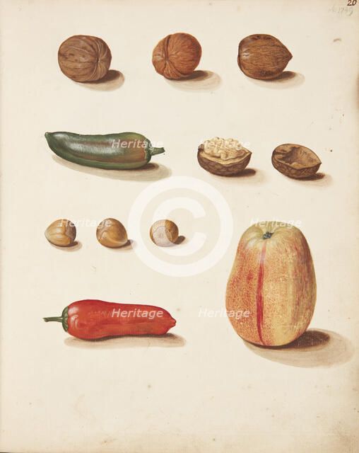 Study of apple, nuts and peppers, 1749. Creator: Fosie, Johanna Marie (1726-1764).