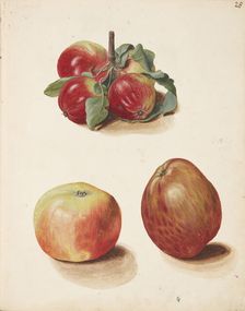 Study of apples, 1751. Creator: Fosie, Johanna Marie (1726-1764)