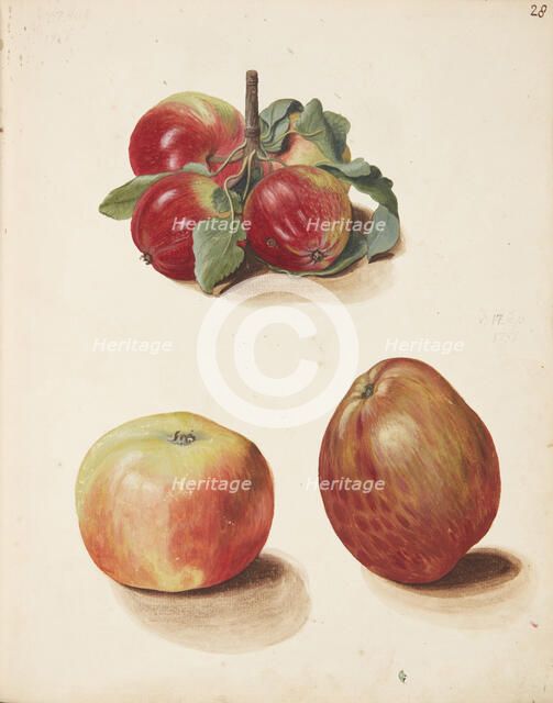Study of apples, 1751. Creator: Fosie, Johanna Marie (1726-1764).