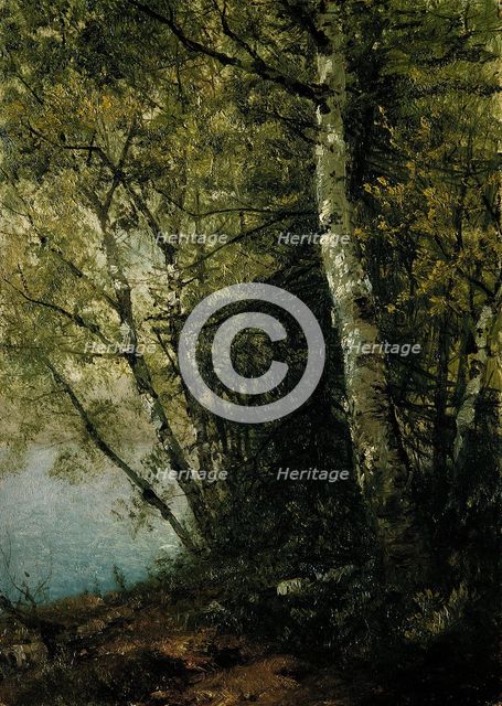 Study of Beeches, 1872. Creator: John Frederick Kensett.