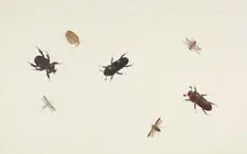 Study of Beetles and Moths, about 1695-1705. Creator: Herman Henstenburgh
