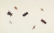 Study of Beetles and Moths, about 1695-1705. Creator: Herman Henstenburgh