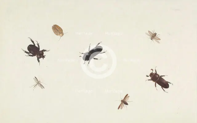 Study of Beetles and Moths, about 1695-1705. Creator: Herman Henstenburgh.