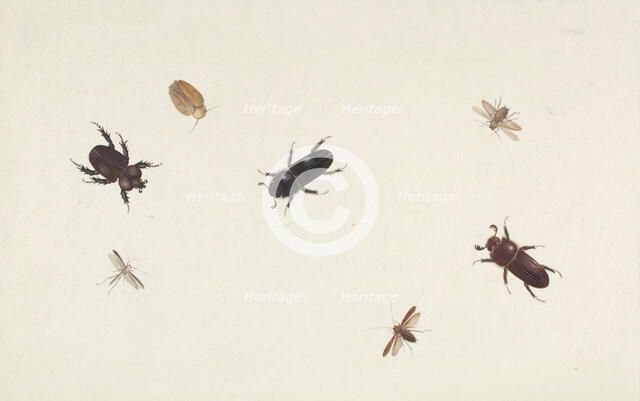 Study of Beetles and Moths, about 1695-1705. Creator: Herman Henstenburgh.