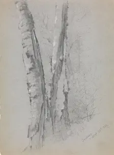 Study of Birch Trunks (Scribners'), 1869. Creator: Jervis McEntee