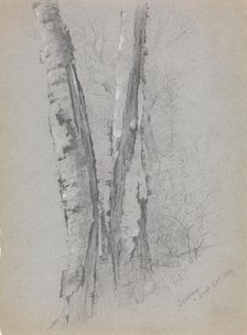 Study of Birch Trunks (Scribners'), 1869. Creator: Jervis McEntee