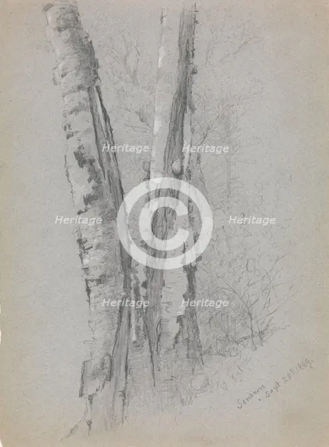 Study of Birch Trunks (Scribners'), 1869. Creator: Jervis McEntee.