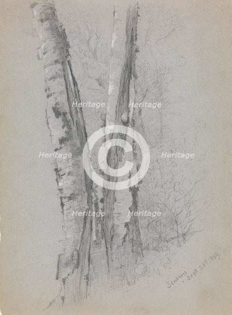 Study of Birch Trunks (Scribners'), 1869. Creator: Jervis McEntee.
