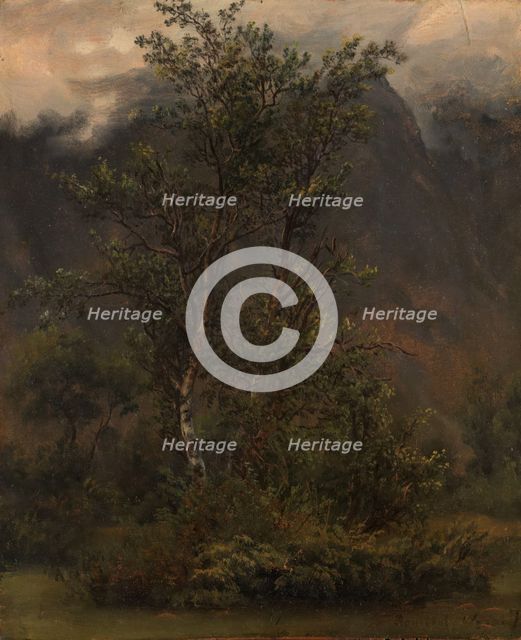 Study of Birches in Romsdal, 1836. Creator: Thomas Fearnley.