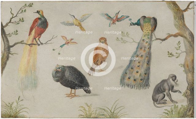 Study of Birds and Monkey, 1660/1670. Creator: Anon.