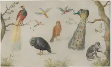 Study of Birds and Monkey, 1660/1670. Creator: Anon