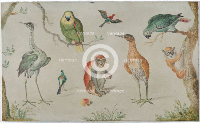 Study of Birds and Monkeys, 1660/1670. Creator: Anon.