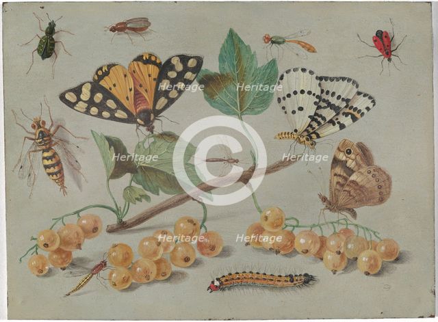 Study of Butterfly and Insects, c. 1655. Creator: Jan van Kessel.