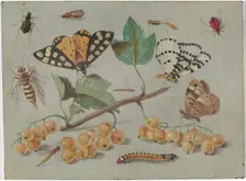 Study of Butterfly and Insects, c. 1655. Creator: Jan van Kessel