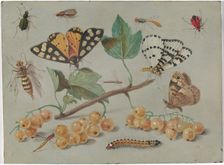Study of Butterfly and Insects, c. 1655. Creator: Jan van Kessel