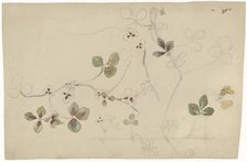 Study of butterfly flower, 1869-1925. Creator: Antoon Derkinderen