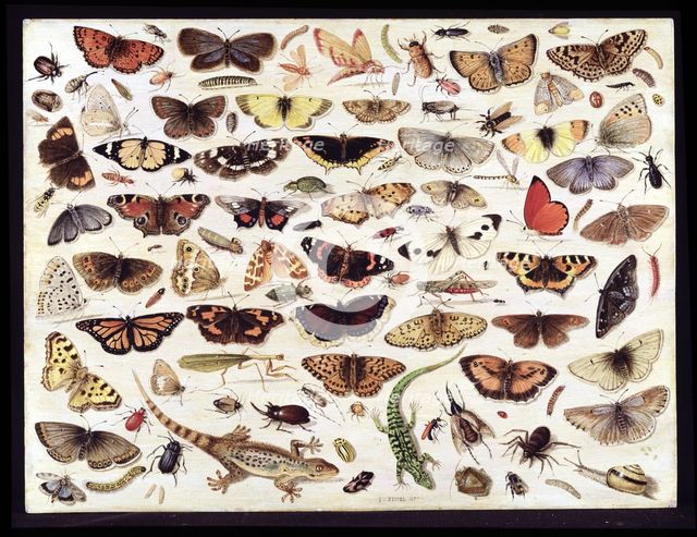 Study of butterflies and other insects. Artist: Kessel, Jan van, the Elder (1626-1679)