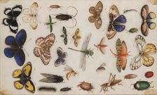 Study of butterflies and insects. Creator: Anonymous