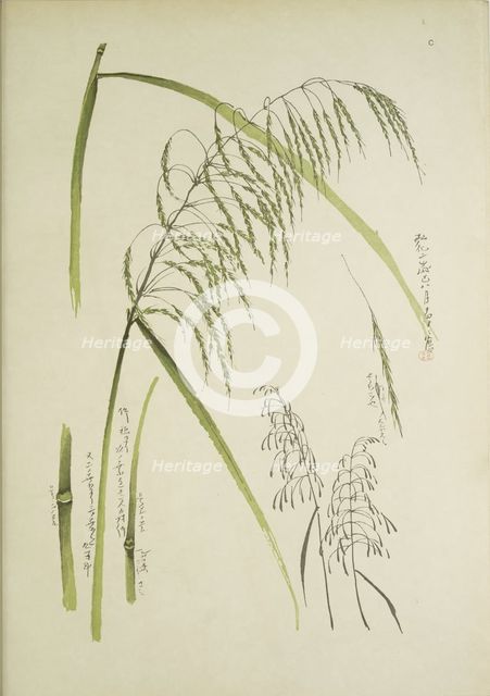 Study of grass. From: Le Japon Artistique. Documents d'art et d'industrie réunis, May 1888, 1845.