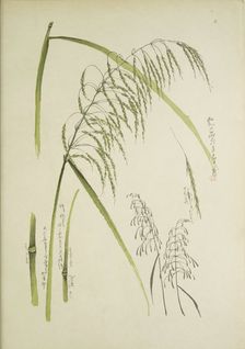 Study of grass. From: Le Japon Artistique. Documents d'art et d'industrie réunis, May 1888, 1845