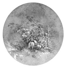 Study of Ground Foliage (from Cropsey Album). Creator: William Trost Richards