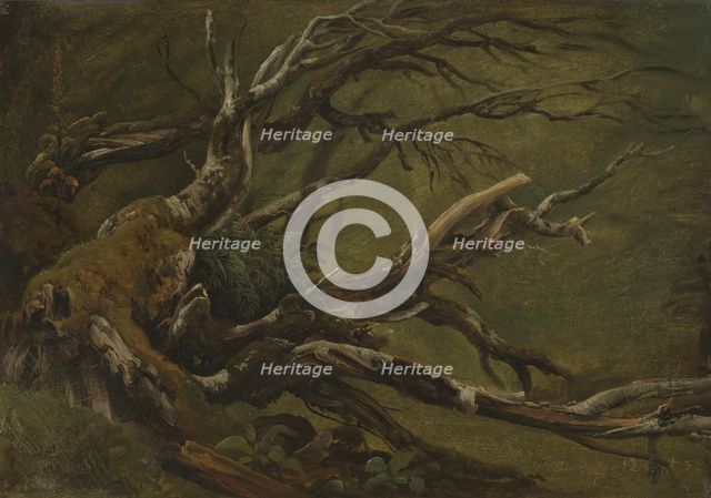 Study of decaying Tree, 1837. Creator: Thomas Fearnley.