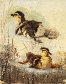 Study of Ducks on the Water II, 1840-1850. Creator: Friedrich Carl von Scheidlin