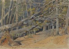 Study of felled trees, 1881. Creator: Friedrich Carl von Scheidlin
