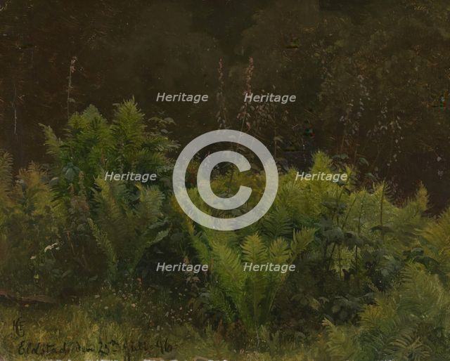 Study of Ferns, 1846. Creator: Hans Gude.