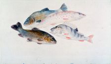 Study of Fish: Two Tench, a Trout and a Perch c1822-1824. Artist: JMW Turner