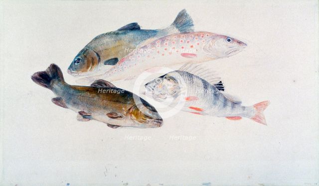 'Study of Fish: Two Tench, a Trout and a Perch', c1822-1824.  Artist: JMW Turner