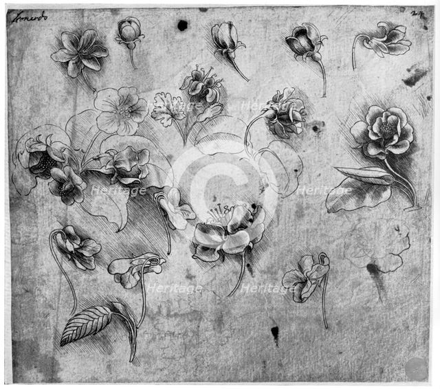 Study of flowers, c1481-1483 (1954).Artist: Leonardo da Vinci