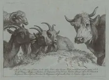 Study of Heads: Three Goats, an Ox, and a Ram, published c. 1783. Creator: Francesco Londonio