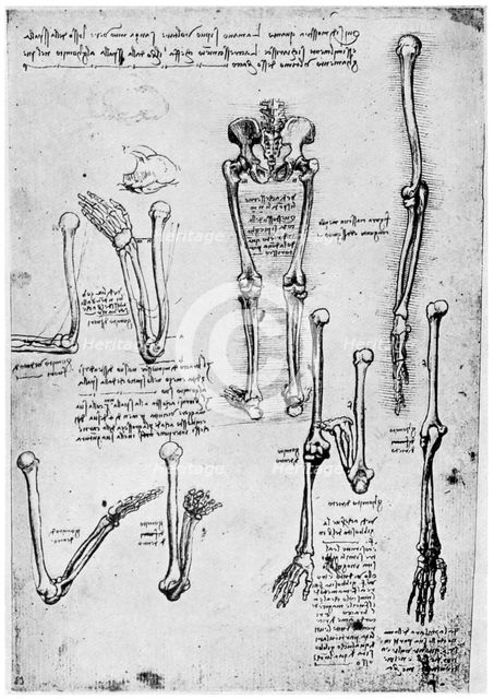 Study of human bones, late 15th or 16th century (1954).Artist: Leonardo da Vinci